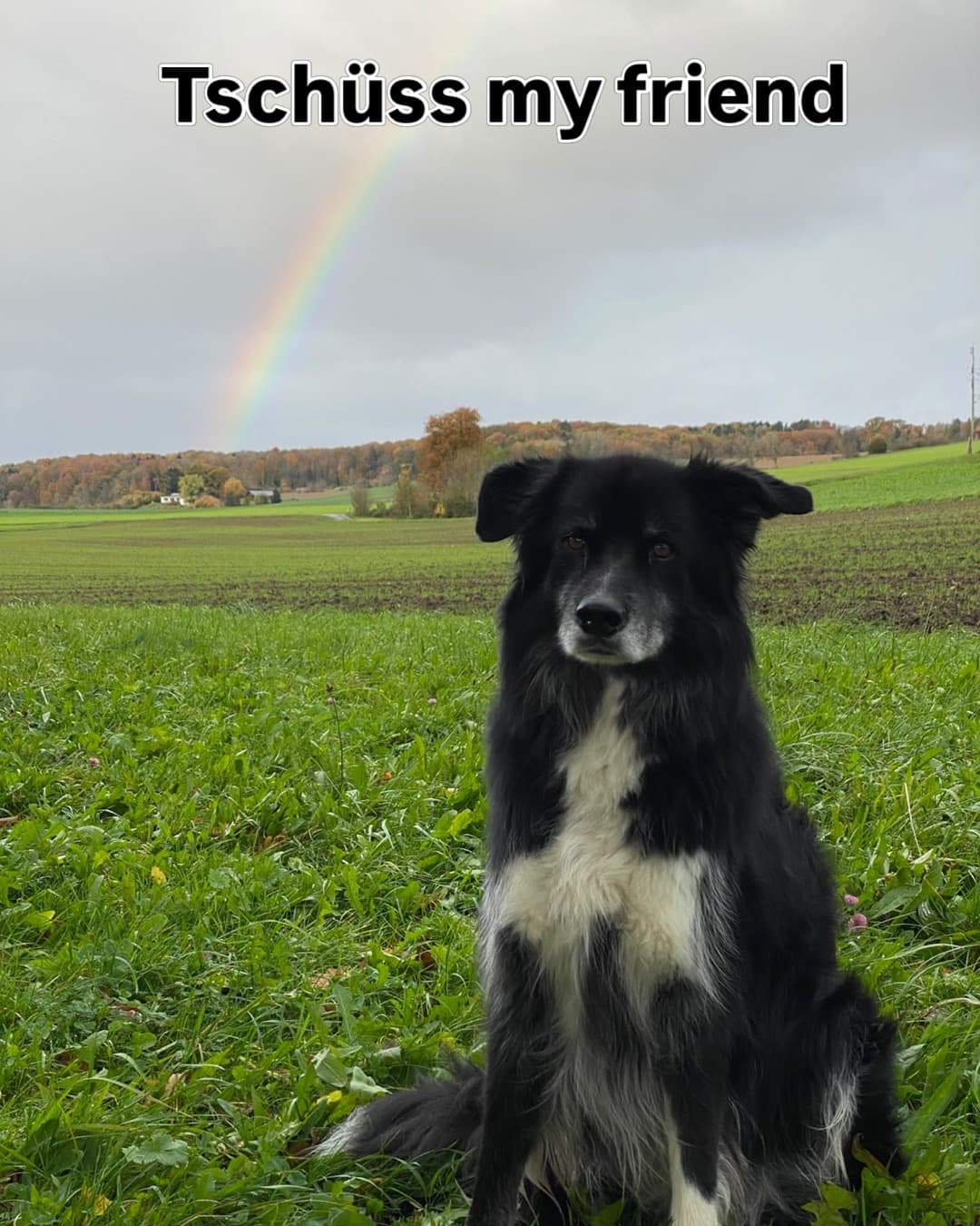 We do a dog sitting as official business