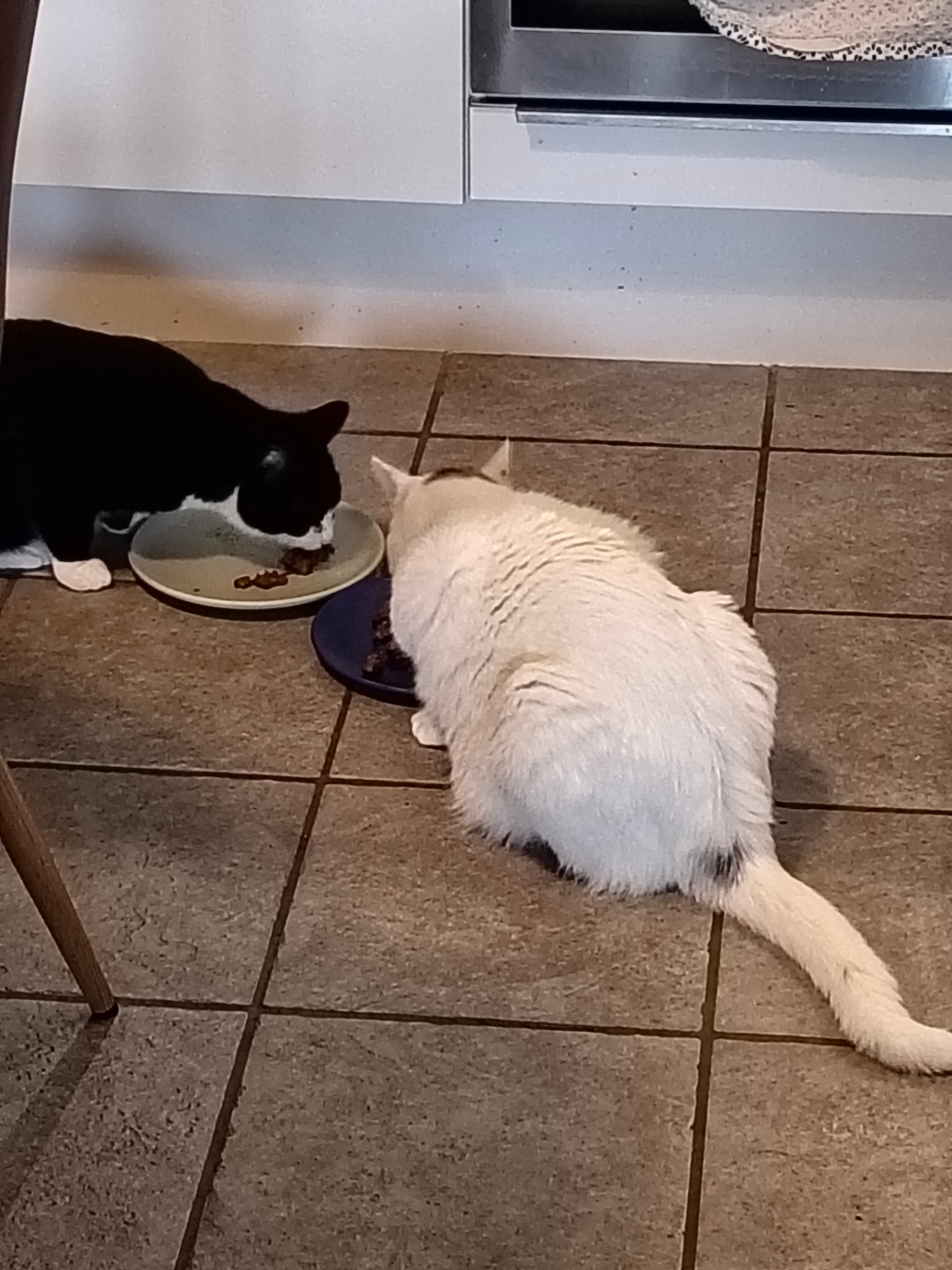 Catservant available