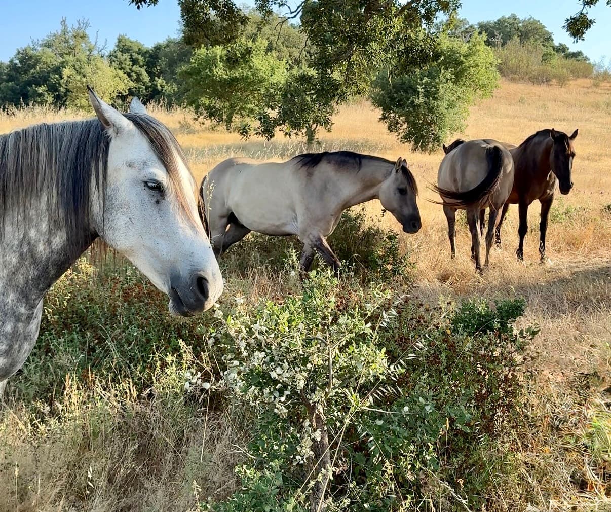Looking for someone to enjoy a few months in nature with my herd this winter